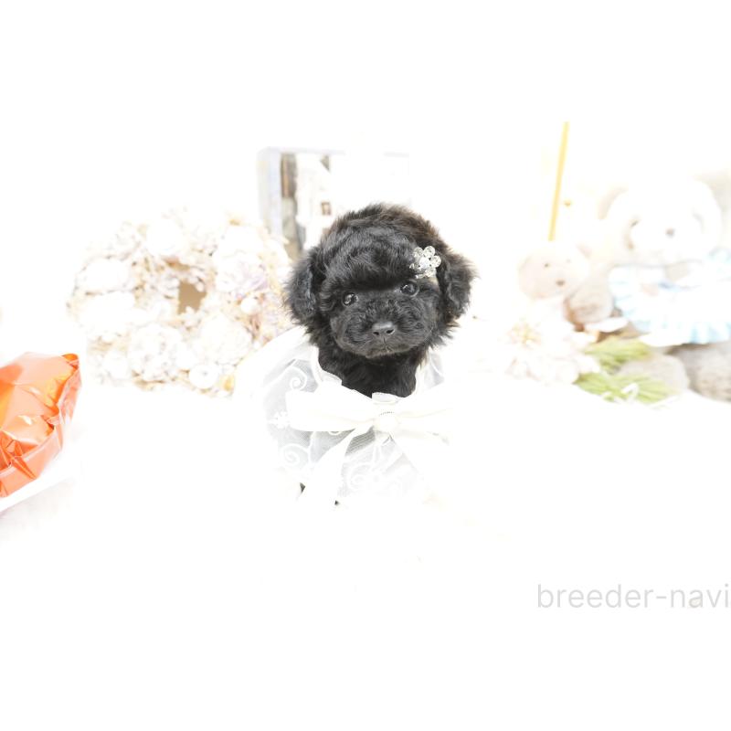 販売中の大阪府のティーカッププードル-445974の7枚目