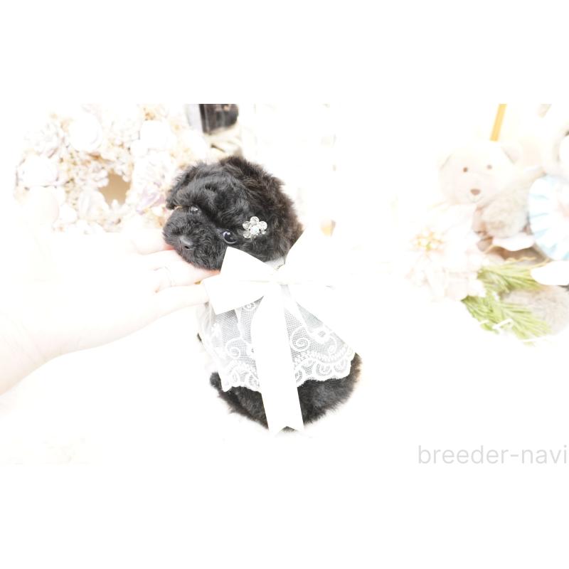 販売中の大阪府のティーカッププードル-445974の5枚目