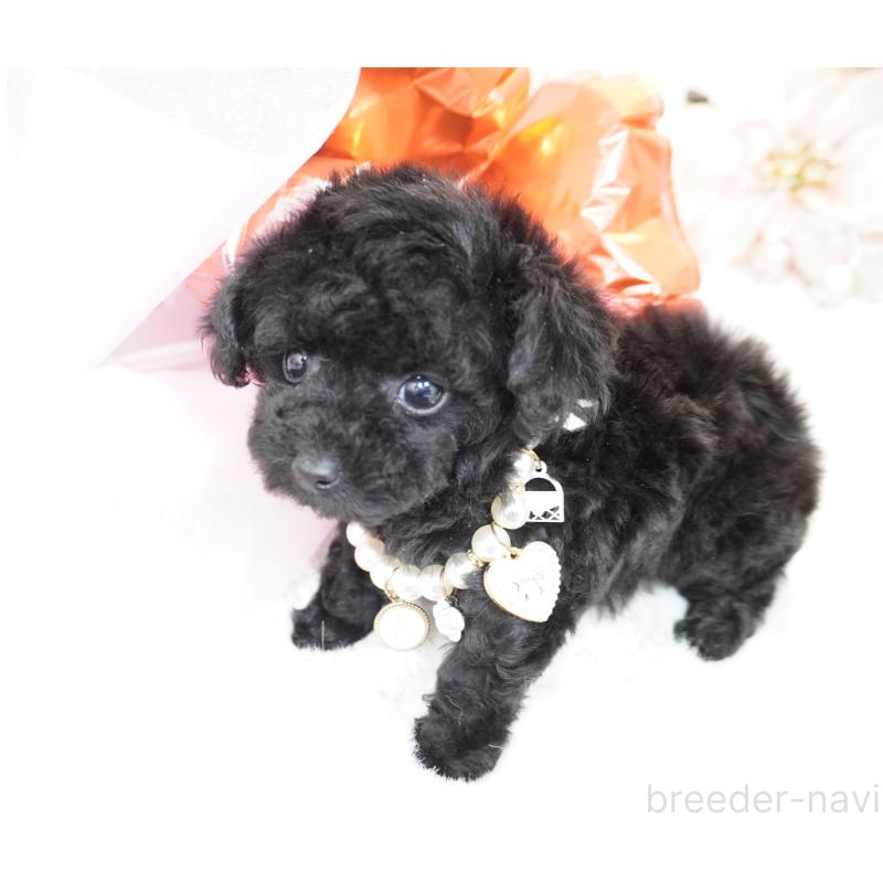 販売中の大阪府のティーカッププードル-445976の9枚目