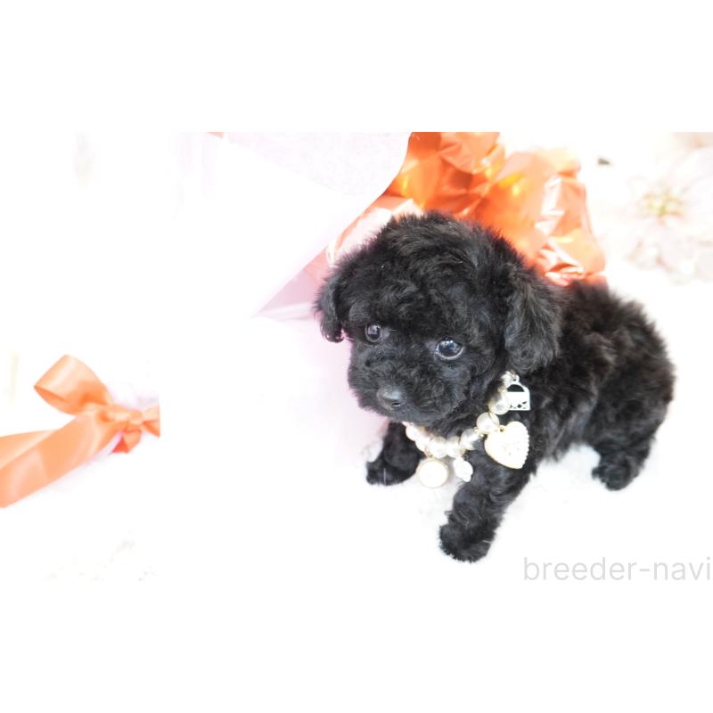 販売中の大阪府のティーカッププードル-445976の8枚目