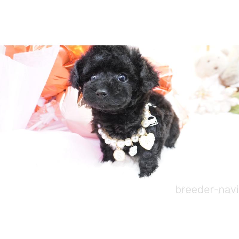 販売中の大阪府のティーカッププードル-445976の7枚目