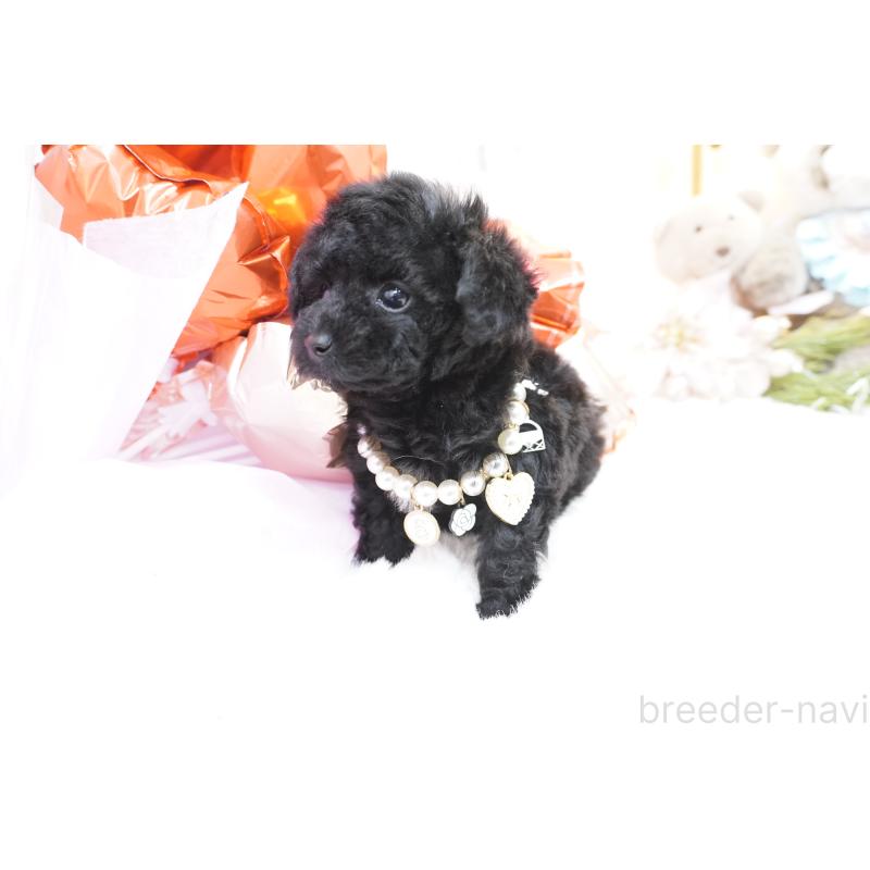 販売中の大阪府のティーカッププードル-445976の6枚目