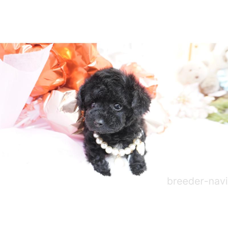 販売中の大阪府のティーカッププードル-445976の5枚目