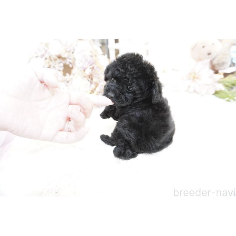 販売中の大阪府のティーカッププードル-445976の4枚目