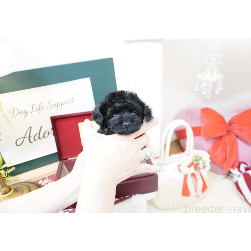 販売中の大阪府のティーカッププードル-445976の3枚目