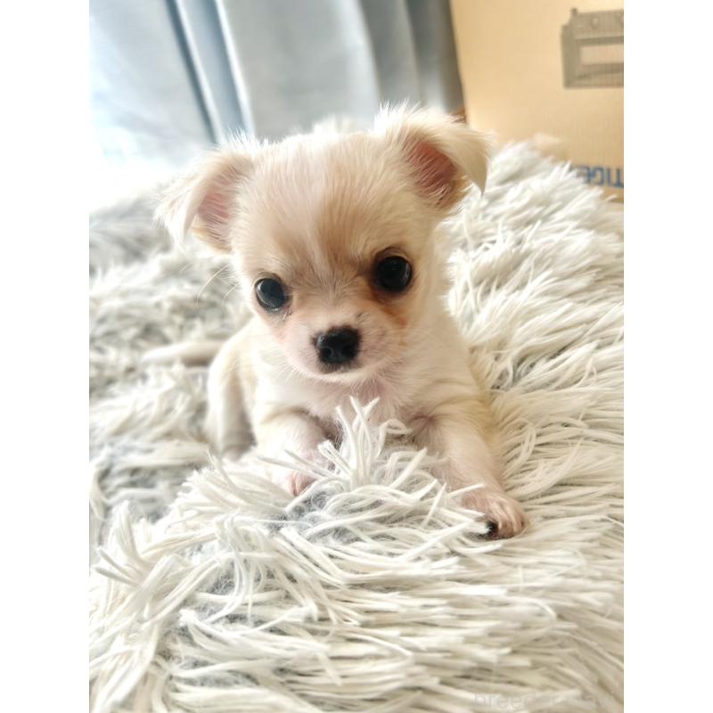 販売中の愛知県のチワワ(ロングコート)-445977の4枚目