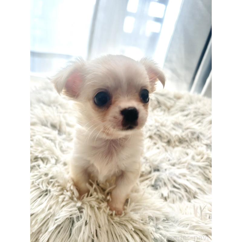 販売中の愛知県のチワワ(ロングコート)-445977の3枚目