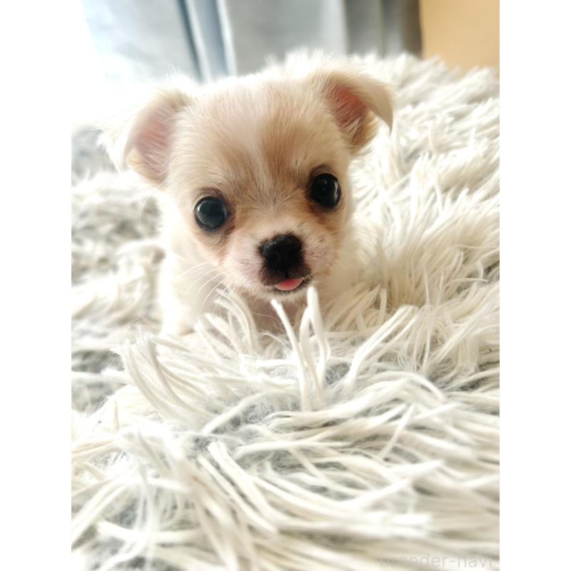 販売中の愛知県のチワワ(ロングコート)-445977の2枚目