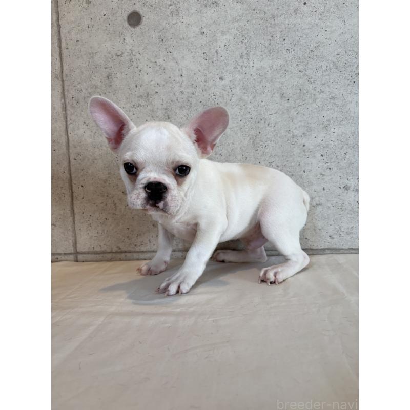 販売中の鹿児島県のフレンチブルドッグ-429489の3枚目