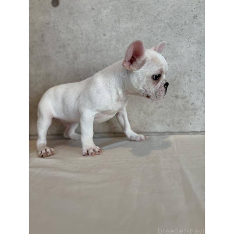 販売中の鹿児島県のフレンチブルドッグ-429489の2枚目