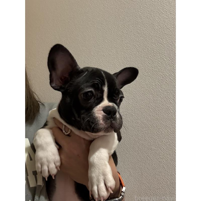 販売中の鹿児島県のフレンチブルドッグ-429491の2枚目