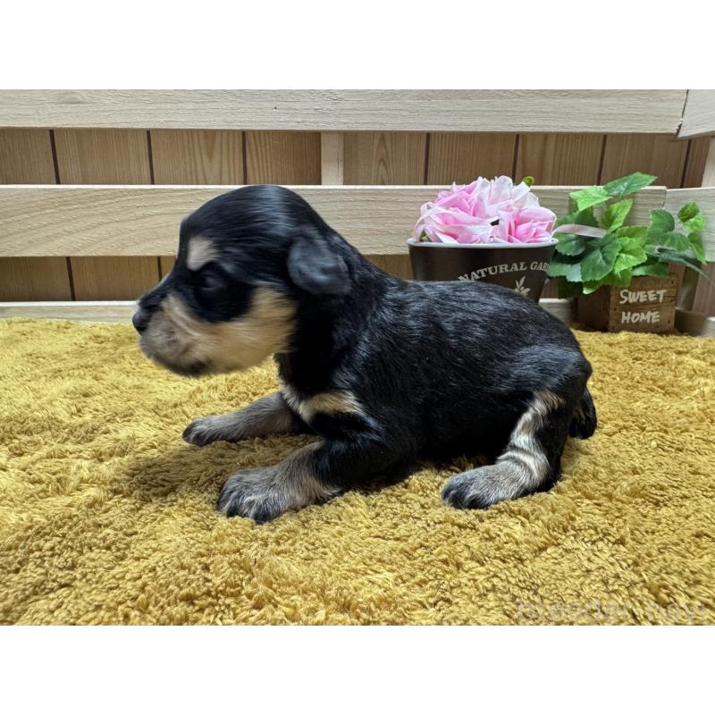 販売中の奈良県のミニチュアシュナウザー-445714の4枚目