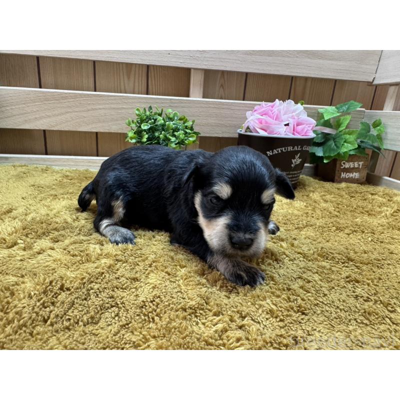 販売中の奈良県のミニチュアシュナウザー-445714の3枚目