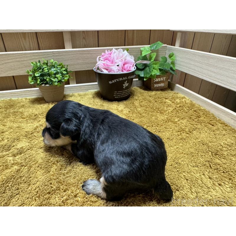 販売中の奈良県のミニチュアシュナウザー-445714の2枚目