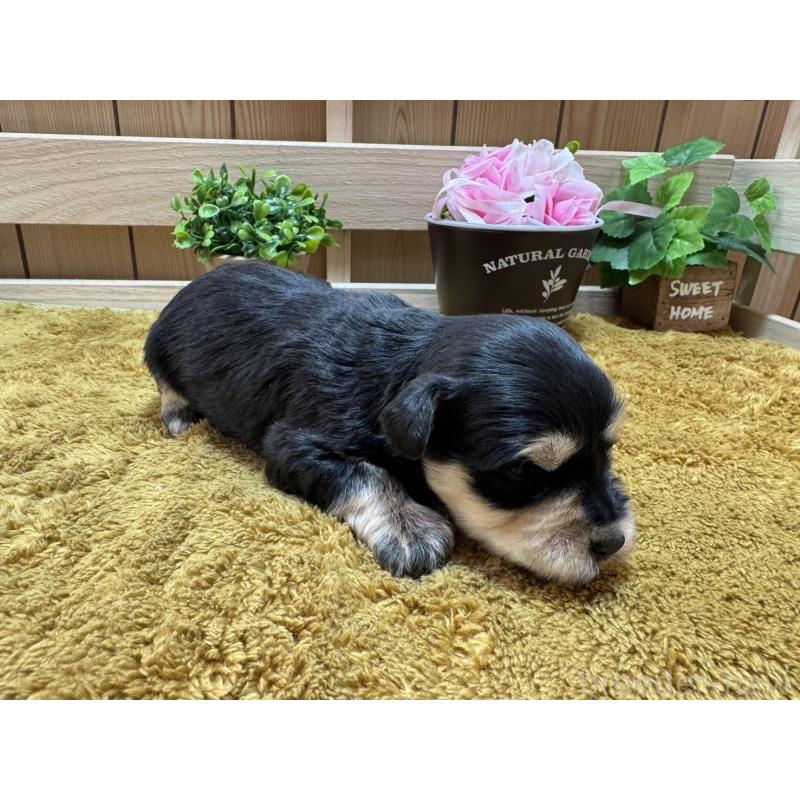 販売中の奈良県のミニチュアシュナウザー-445715の4枚目