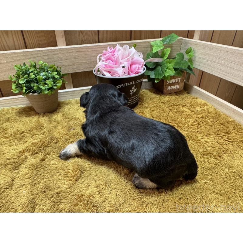 販売中の奈良県のミニチュアシュナウザー-445715の3枚目