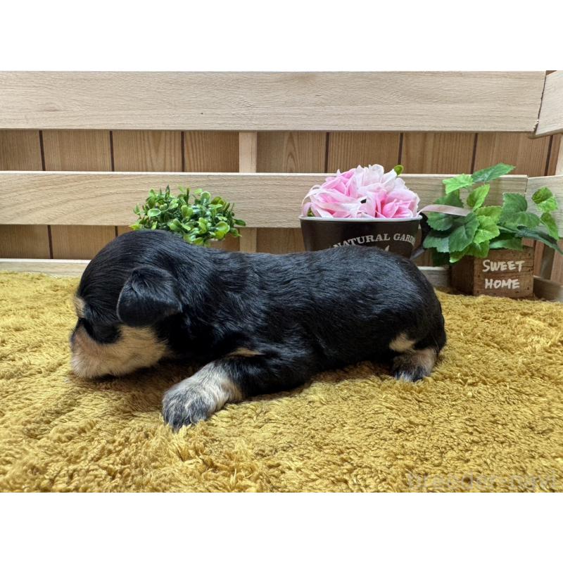 販売中の奈良県のミニチュアシュナウザー-445715の2枚目