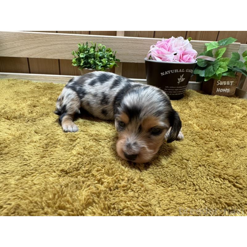 販売中の奈良県のミニチュアダックスフンド(ロングヘアード)-445716の4枚目