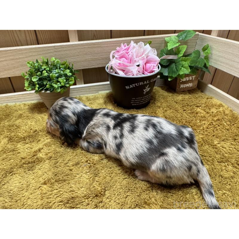 販売中の奈良県のミニチュアダックスフンド(ロングヘアード)-445716の2枚目