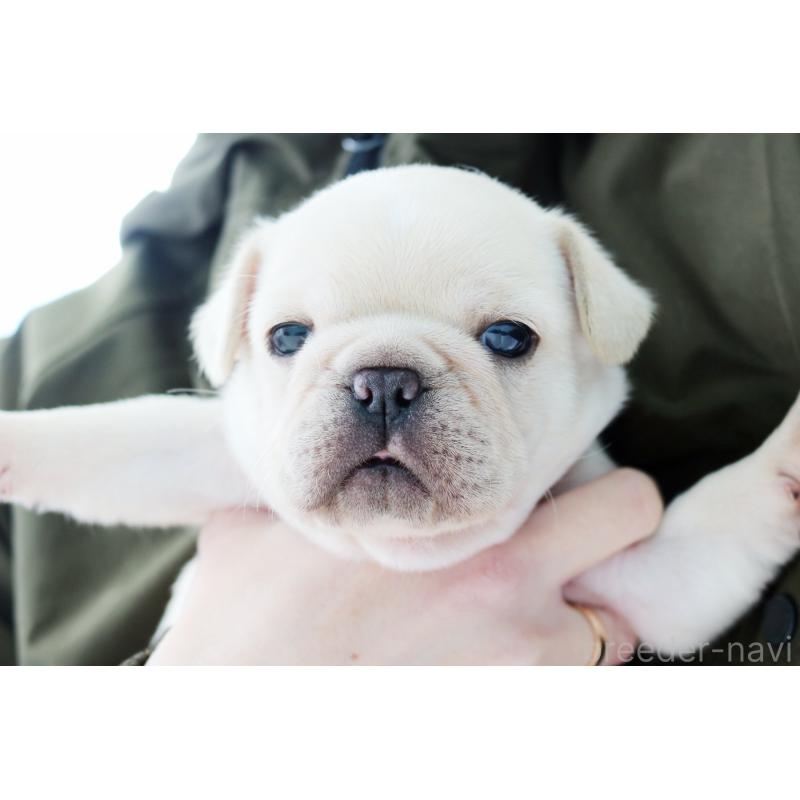 販売中の京都府のフレンチブルドッグ-445717の1枚目