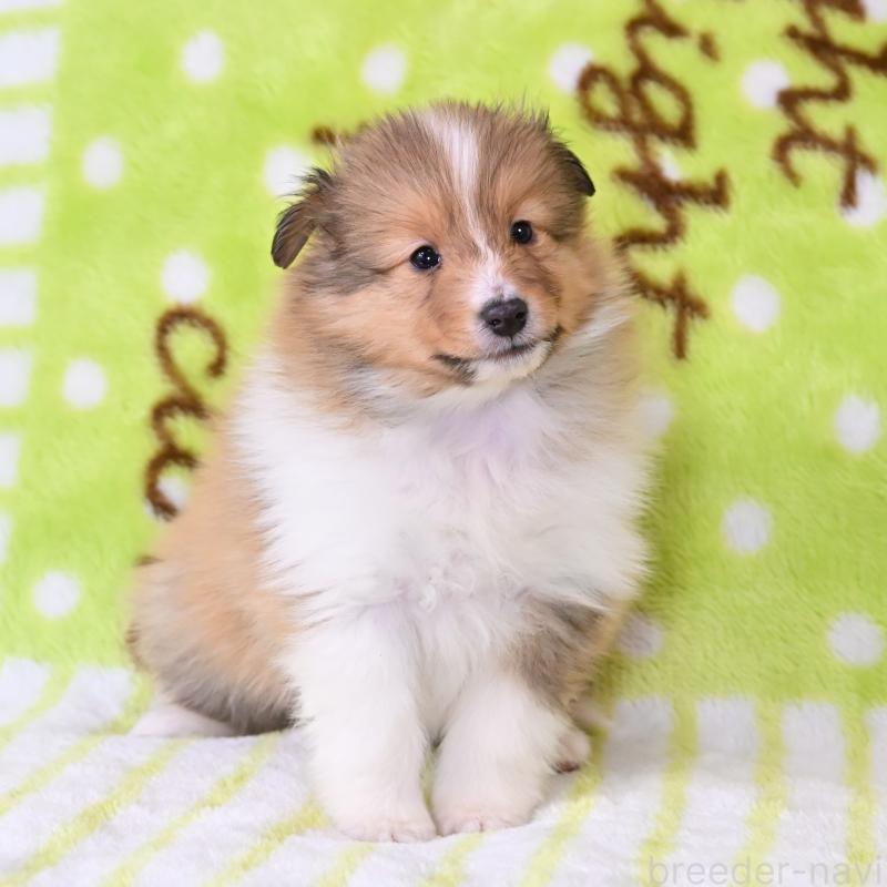 販売中の神奈川県のシェットランドシープドッグ(シェルティ)-445720の3枚目