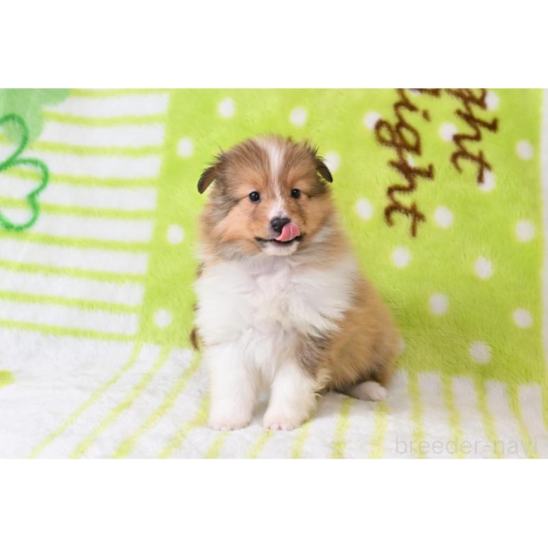 販売中の神奈川県のシェットランドシープドッグ(シェルティ)-445720の2枚目