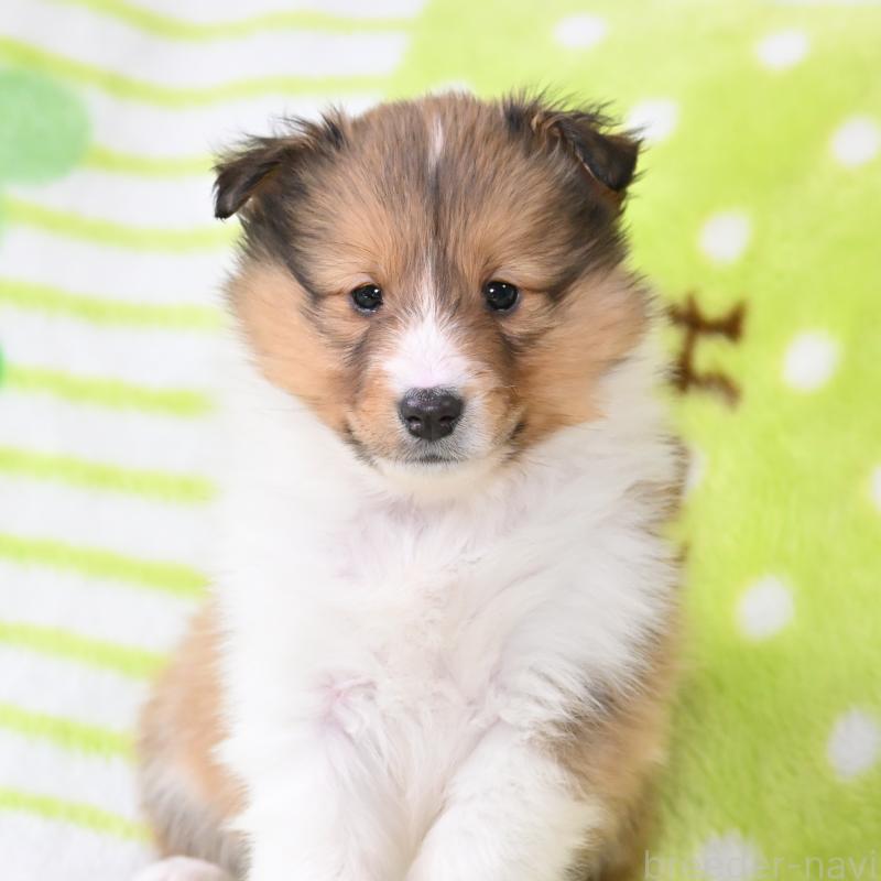 販売中の神奈川県のシェットランドシープドッグ(シェルティ)-445719の3枚目