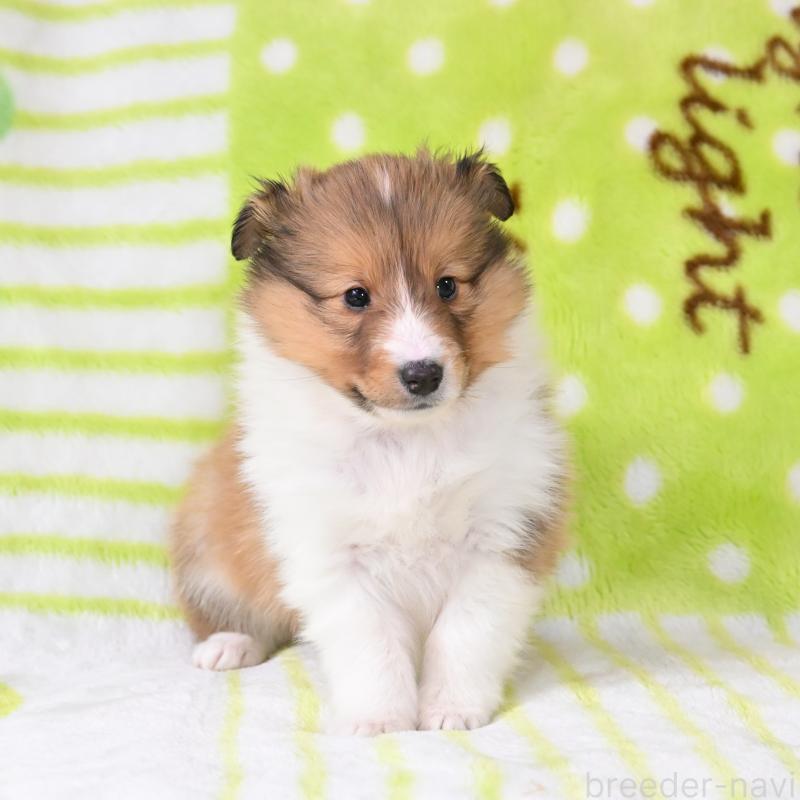 販売中の神奈川県のシェットランドシープドッグ(シェルティ)-445719の2枚目