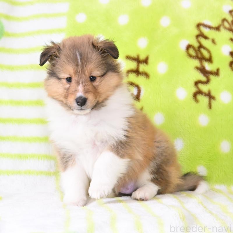 販売中の神奈川県のシェットランドシープドッグ(シェルティ)-445718の3枚目