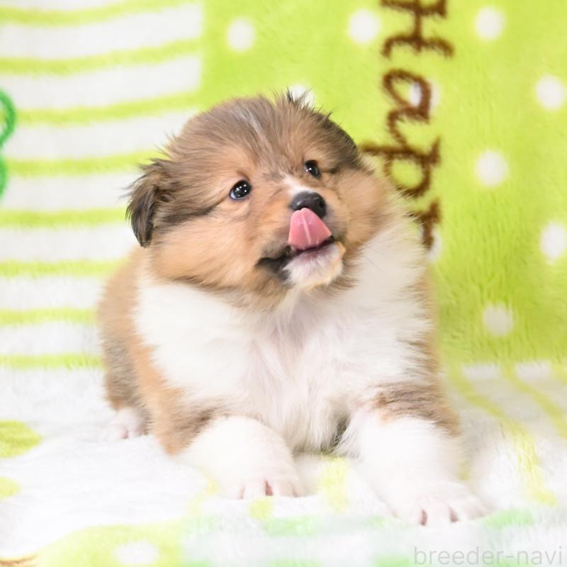 販売中の神奈川県のシェットランドシープドッグ(シェルティ)-445718の2枚目