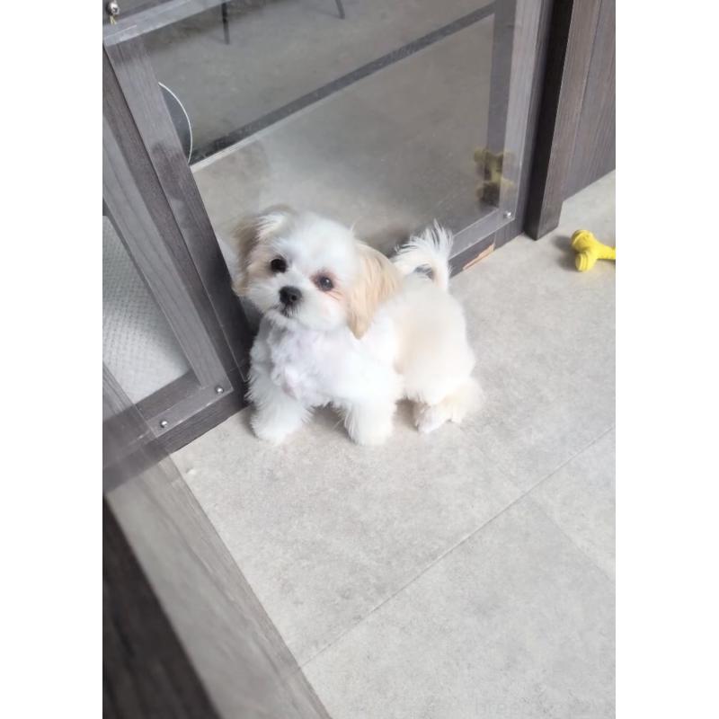 販売中の福岡県のミックス犬-427296の3枚目