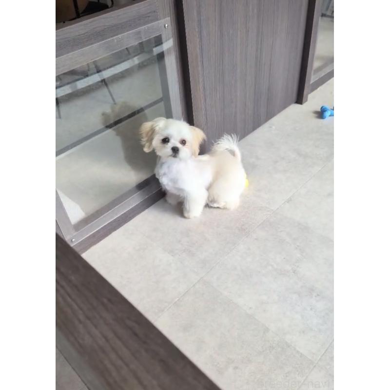 販売中の福岡県のミックス犬-427296の2枚目