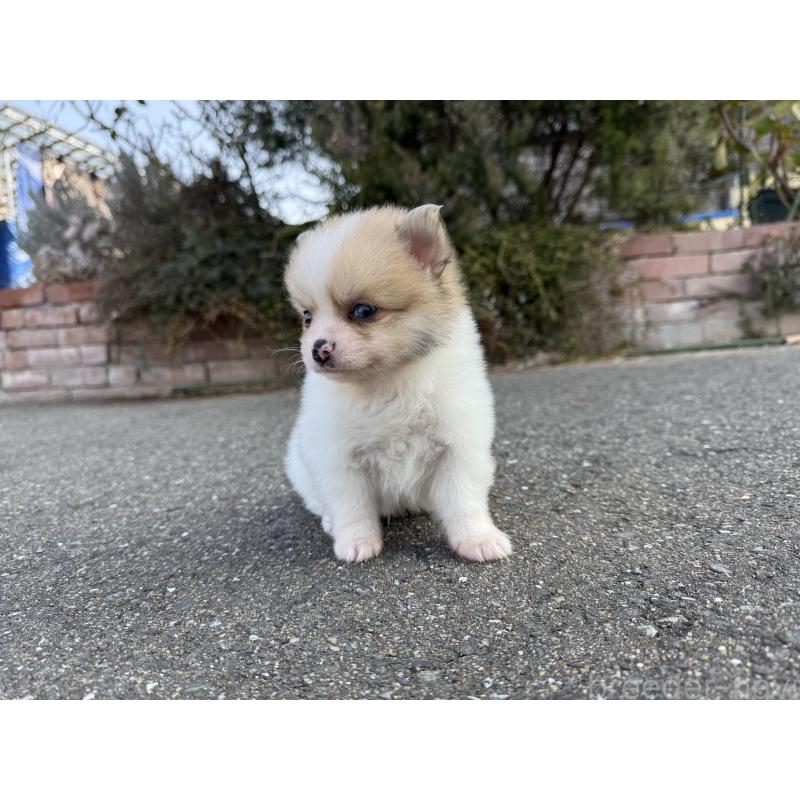 販売中の福岡県のミックス犬-445721の5枚目