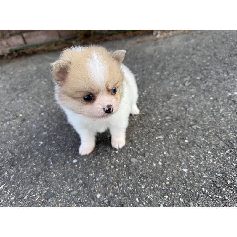 販売中の福岡県のミックス犬-445721の3枚目