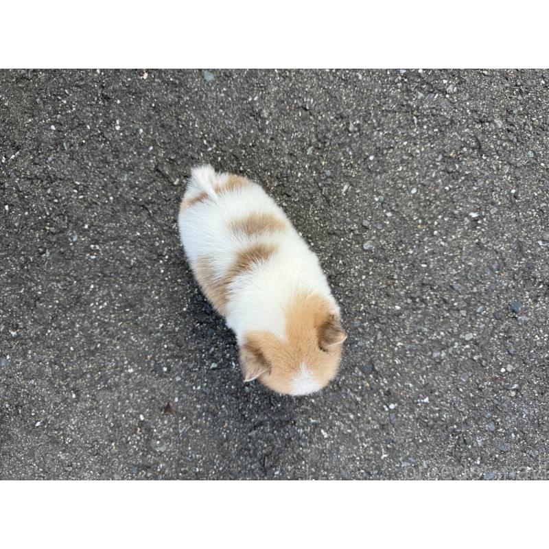 販売中の福岡県のミックス犬-445721の2枚目