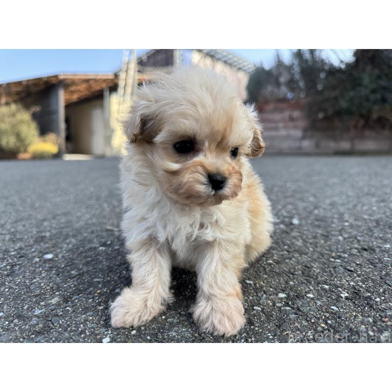 販売中の福岡県のミックス犬-445722の8枚目