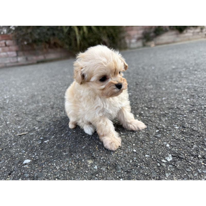 販売中の福岡県のミックス犬-445722の7枚目