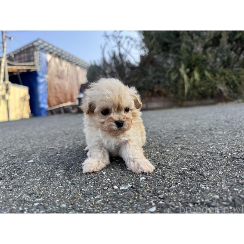 販売中の福岡県のミックス犬-445722の5枚目