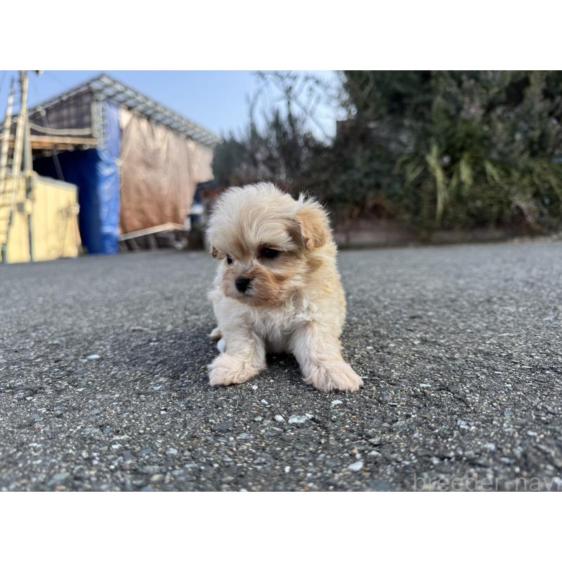 販売中の福岡県のミックス犬-445722の3枚目