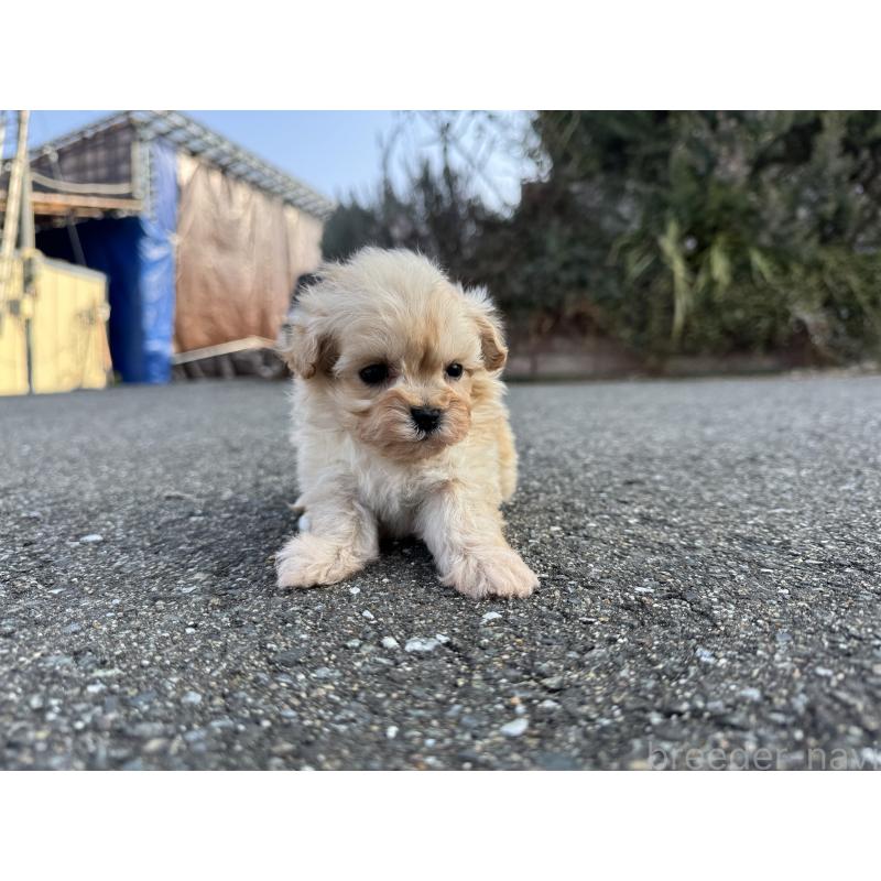 販売中の福岡県のミックス犬-445722の2枚目