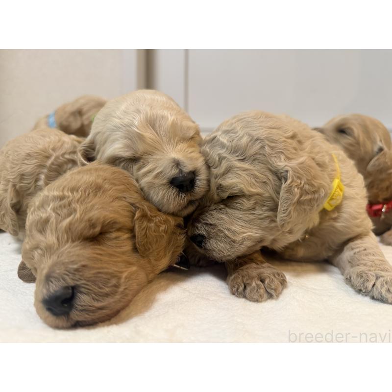 販売中の栃木県のゴールデンドゥードル:ゴールデンレトリーバー×プードル-445726