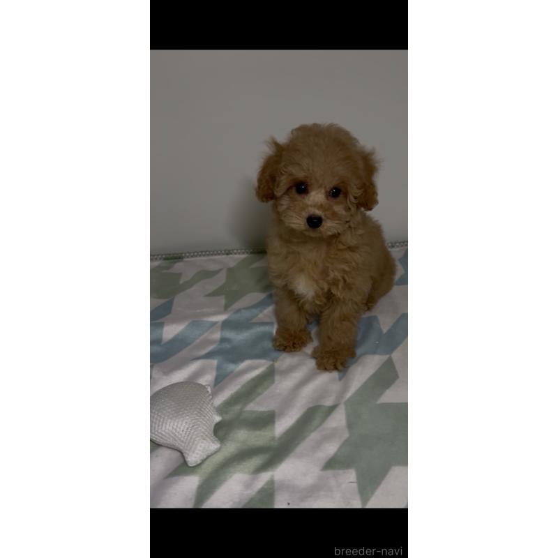 販売中の北海道のタイニープードル-445727の3枚目