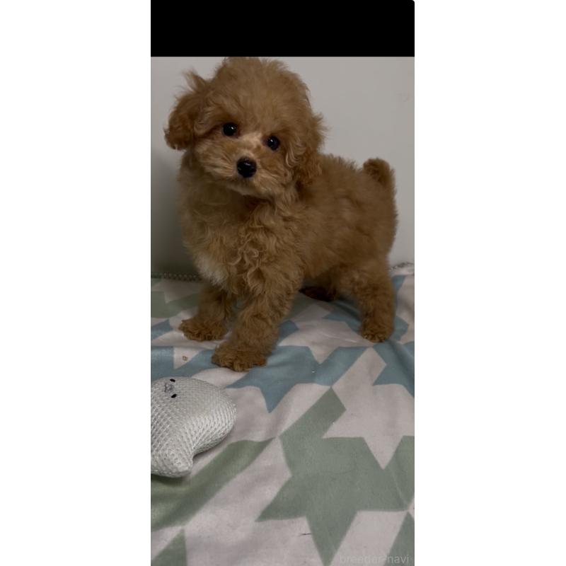 販売中の北海道のタイニープードル-445727の2枚目