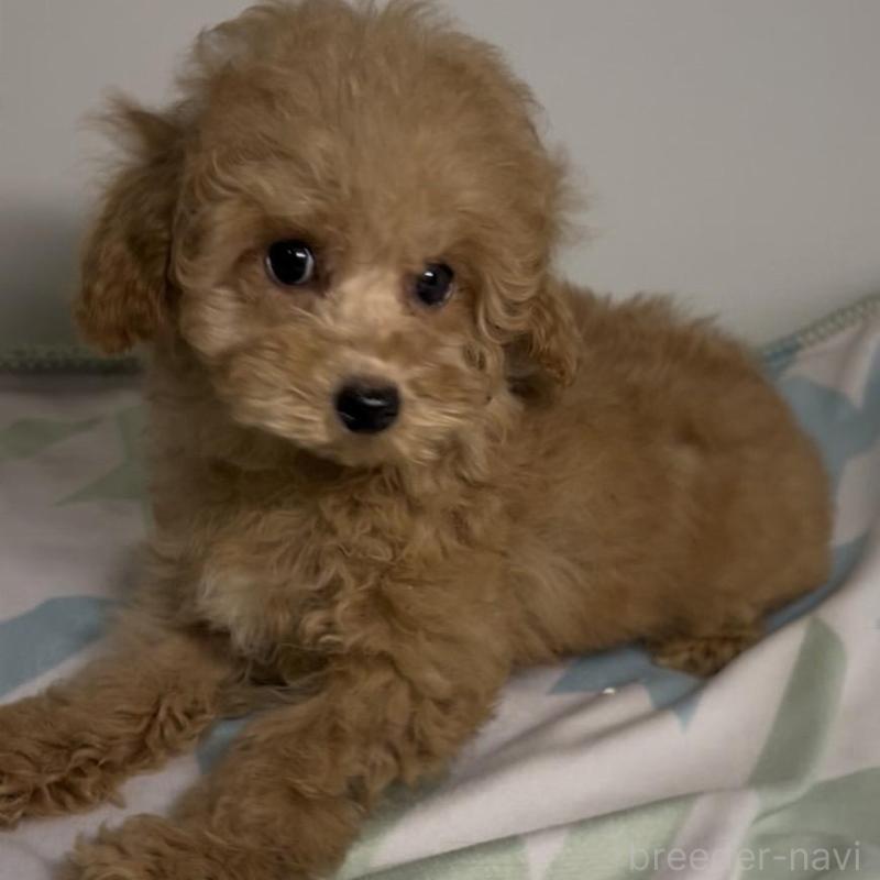 販売中の北海道のタイニープードル-445727の1枚目