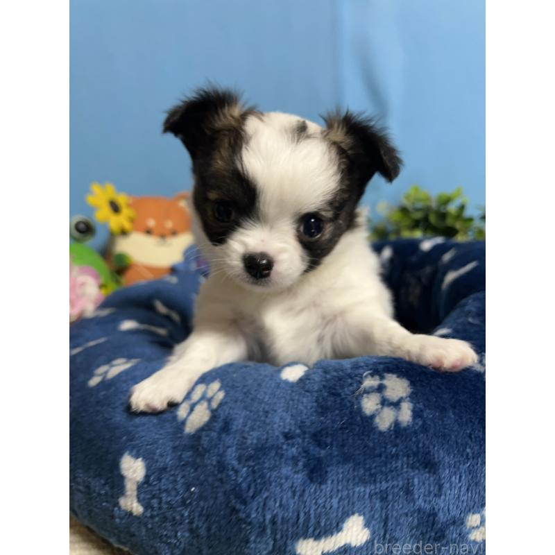 販売中の福岡県のチワワ(ロングコート)-445729の9枚目