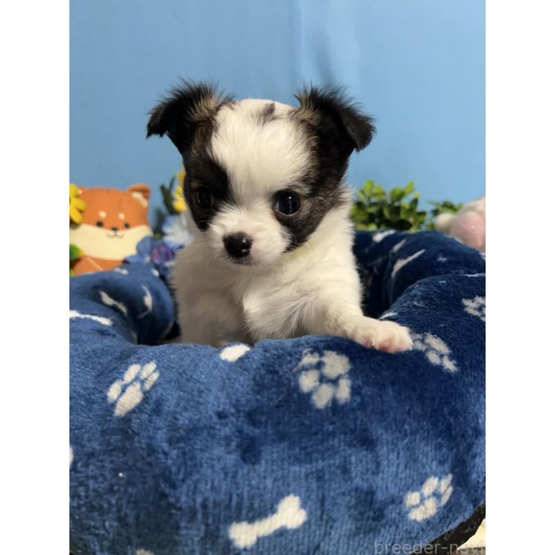 販売中の福岡県のチワワ(ロングコート)-445729の8枚目