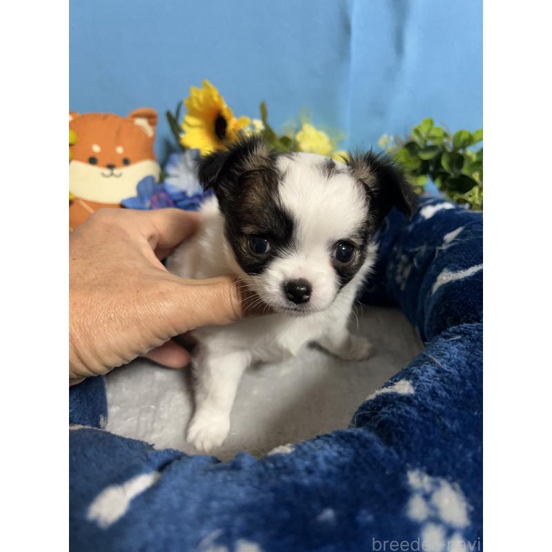 販売中の福岡県のチワワ(ロングコート)-445729の7枚目