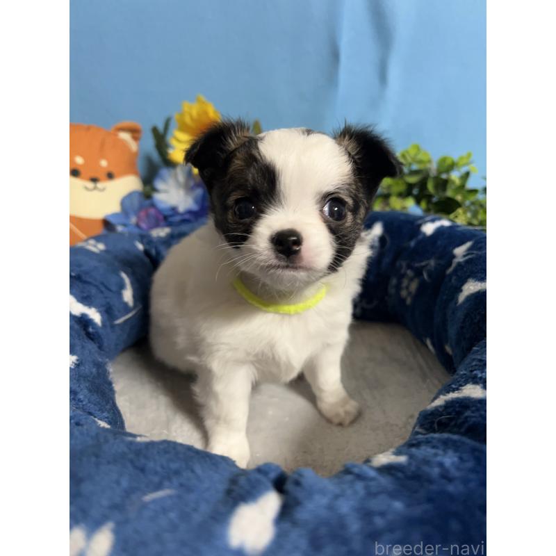 販売中の福岡県のチワワ(ロングコート)-445729の6枚目