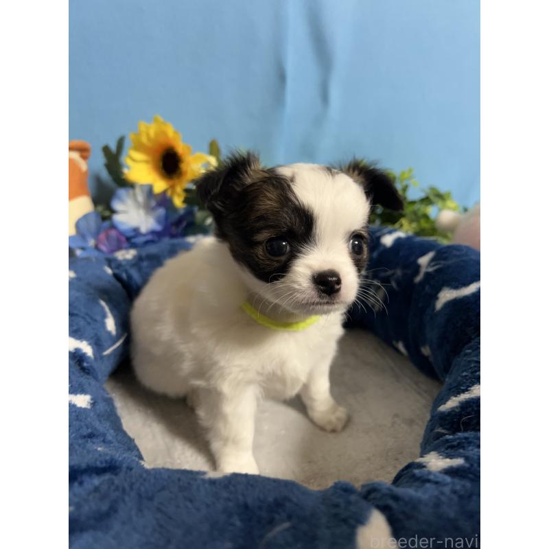 販売中の福岡県のチワワ(ロングコート)-445729の5枚目