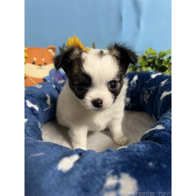 販売中の福岡県のチワワ(ロングコート)-445729の4枚目